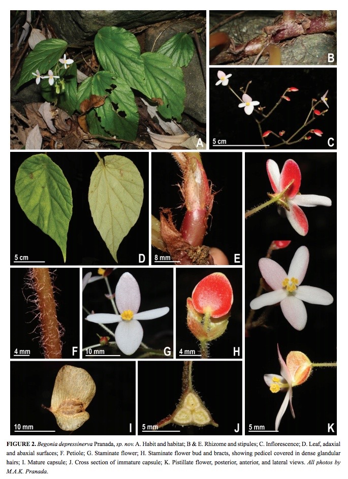 B. depressinervia